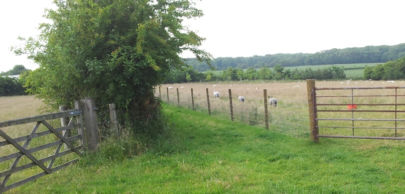 hedge in strawberry fair field binsted